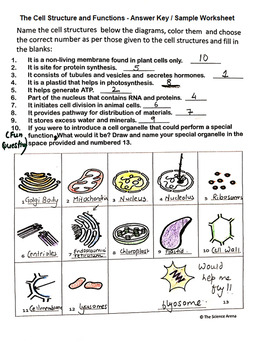 Cell Structure And Function Worksheet Worksheets Printable Free