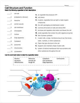 Cell Structure And Function Worksheet Worksheets Printable Free