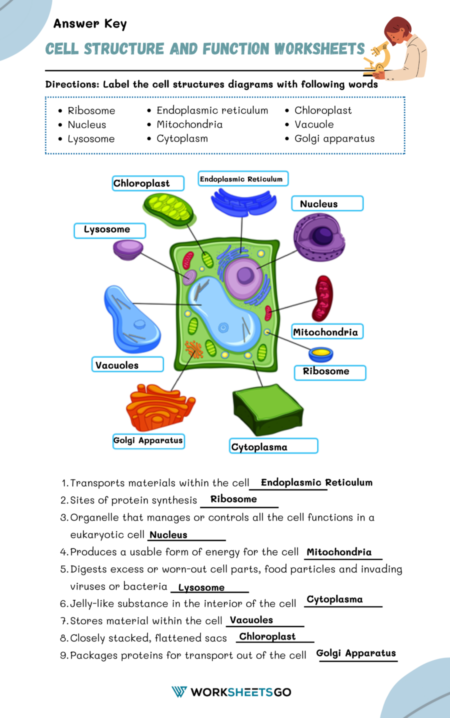 Cell Structure And Function Worksheets WorksheetsGO