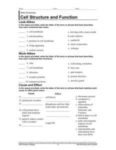 Cell Structure Worksheet Answers