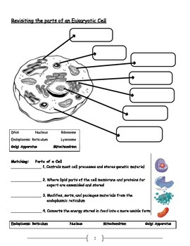 Cell Transport Active And Passive Transport Worksheet Osmosis Diffusion