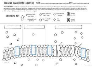 Cell Transport Passive Transport Coloring By Biology Roots TpT