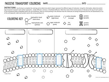 Cell Transport Passive Transport Coloring By Biology Roots TpT