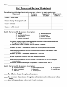 Cell Transport Review Worksheet Biology