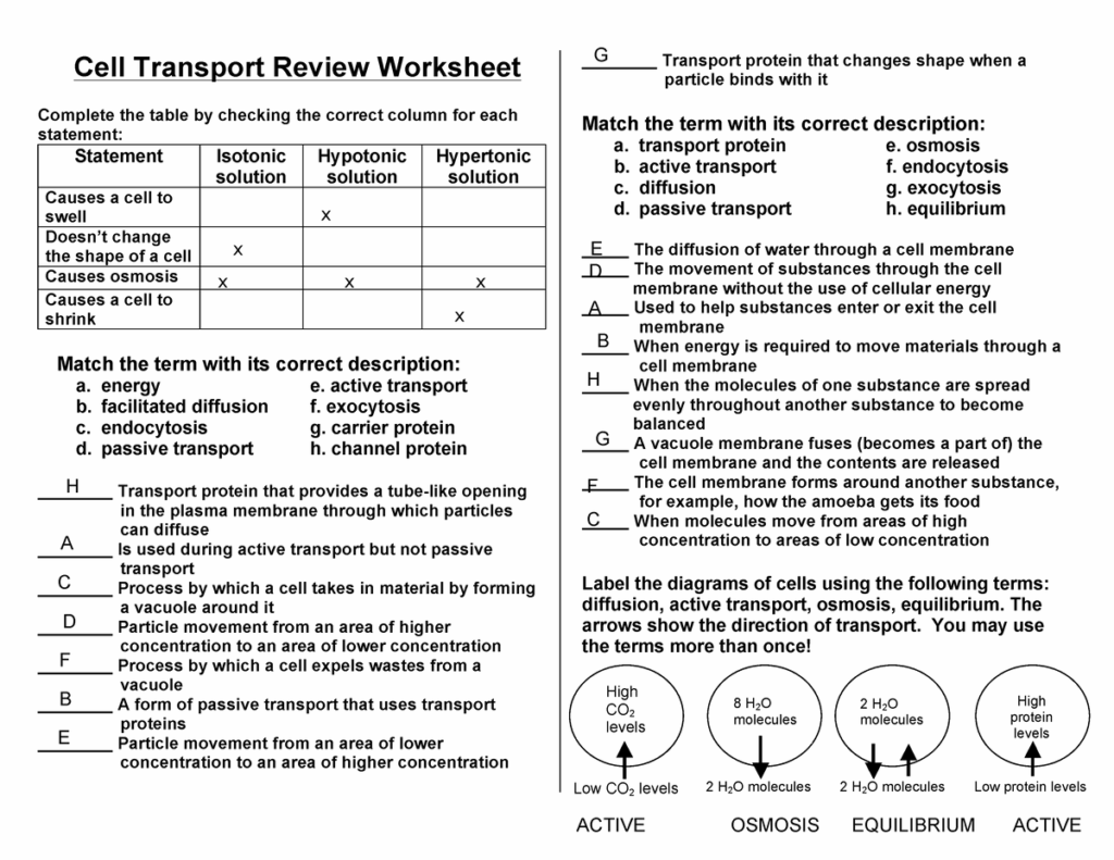 Cell Transport Worksheet Answers Comprehensive Solutions For Biology 