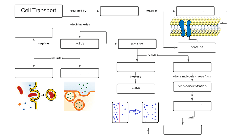 Cell Transport Worksheet Answers Comprehensive Solutions For Biology 