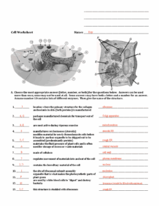 Cell Worksheet Answer Key