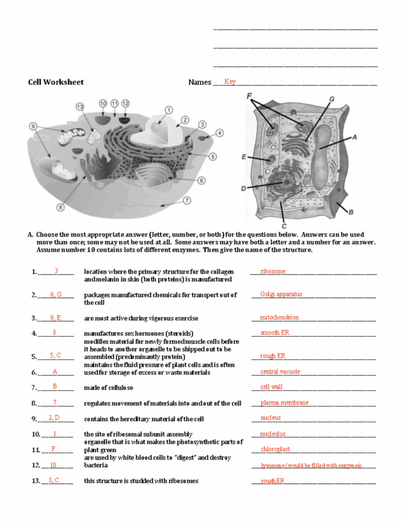 Cell Worksheet Answer Key