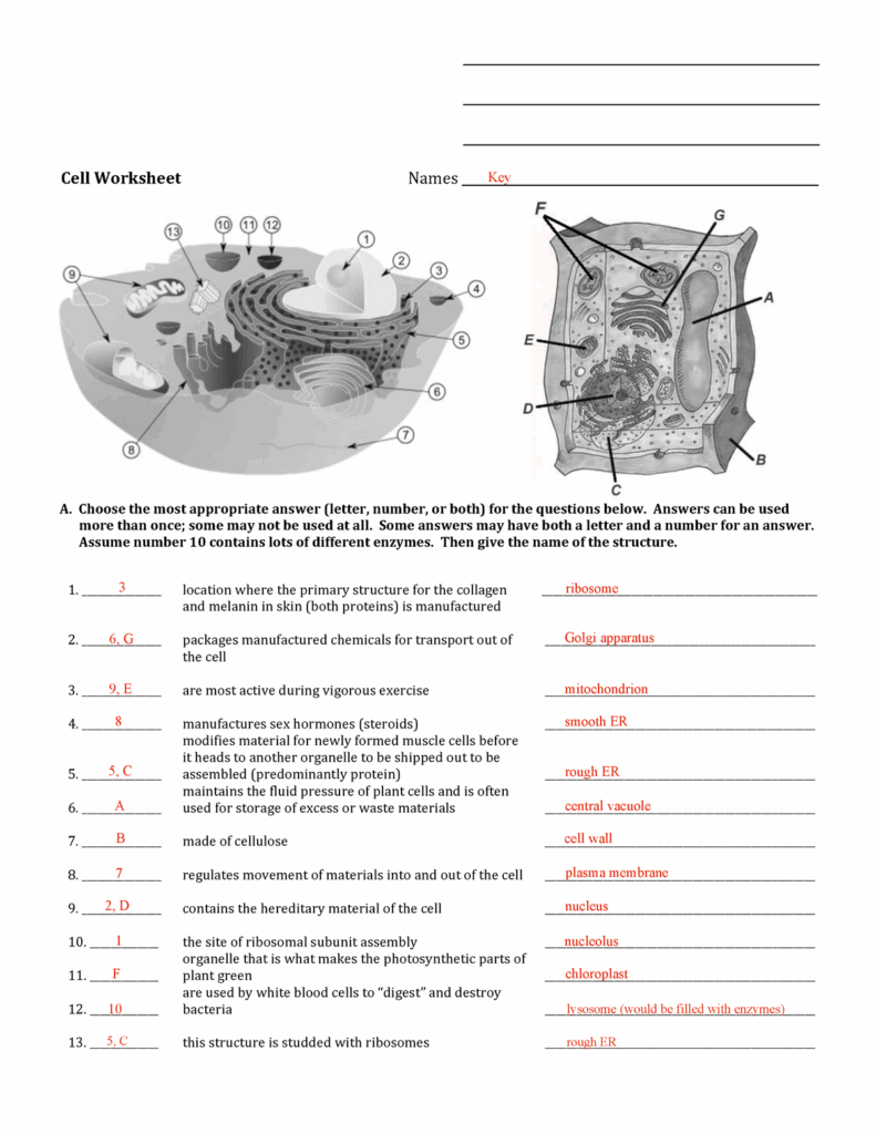 Cell Worksheet Answer Key Studocu Worksheets Library