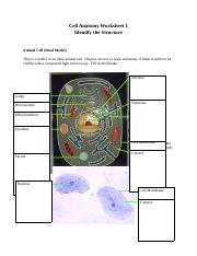 Cellanatomyworksheet1 Cell Anatomy Worksheet 1 Identify The Structure 