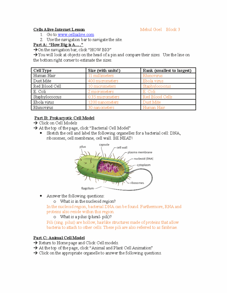 Cells Alive Bacterial Cell Worksheet Answer Key Printable Word Searches