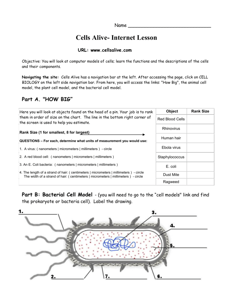Cells Alive The Biology Corner