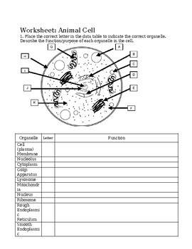 CELLS REVIEW WORKSHEET WITH ANSWERS Biology Cell Organelles Cell 