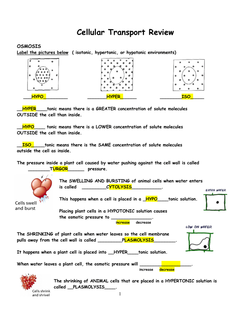 Cellular Transport Worksheet Answer Key Db excel