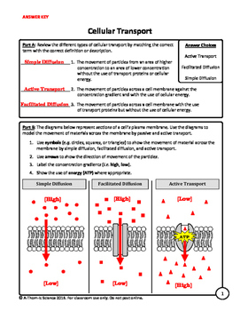 Cellular Transport Worksheet By A Thom ic Science TPT