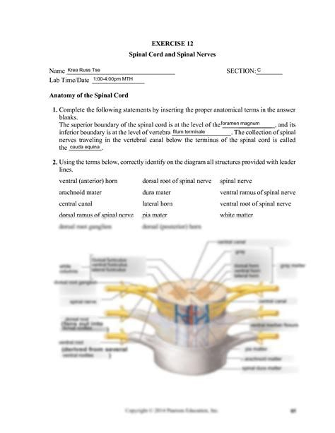 Ch 13 Real Anatomy Worksheet Spinal Cord And Nerves Anatomy Identify 