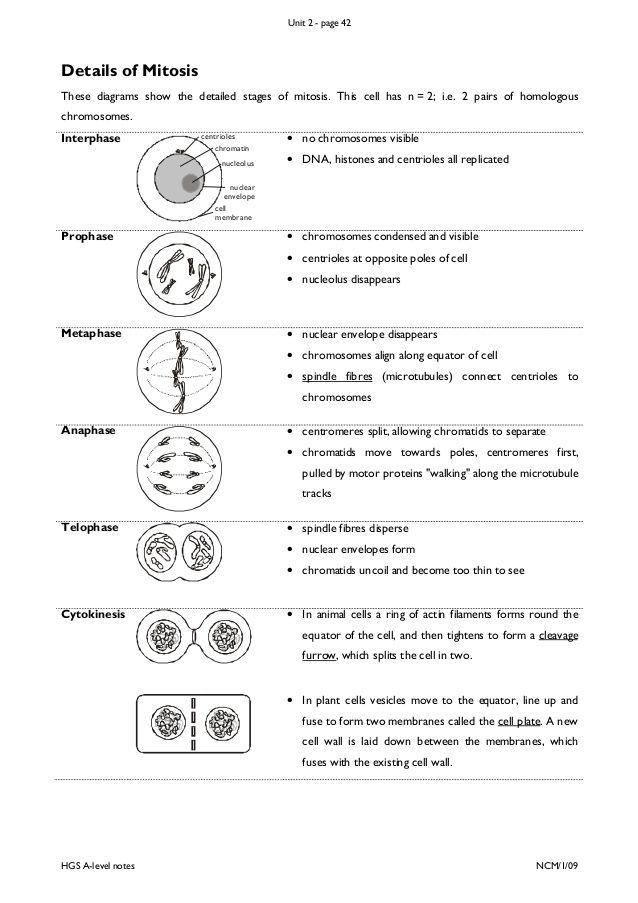 Chapter 10 Cell Growth And Division Worksheet Answer Key