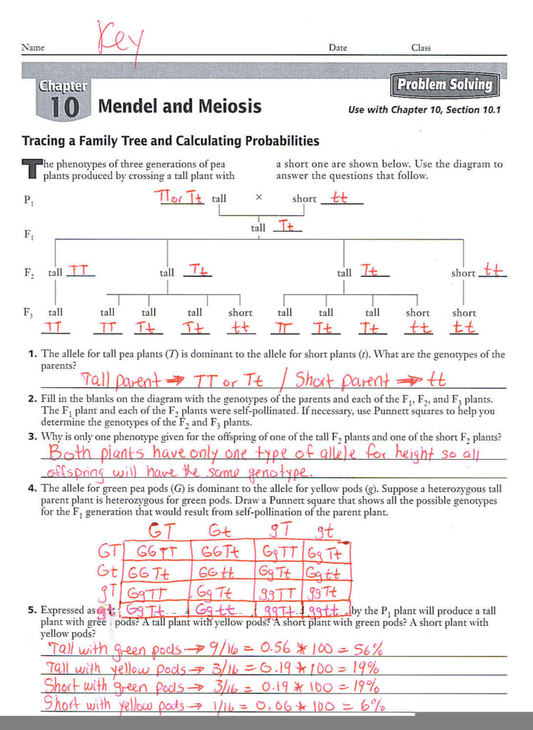 Chapter 10 Science Skills Fundamentals Of Genetics Worksheet Answers 