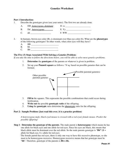Chapter 11 Introduction To Genetics Vocabulary Review Answer Key 