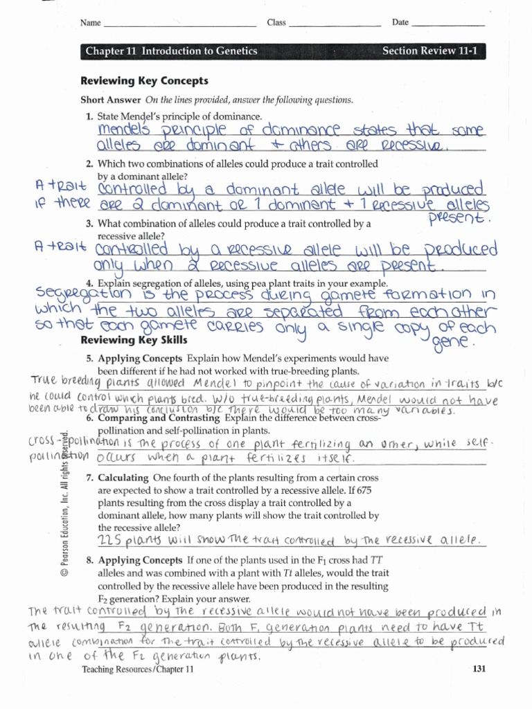 Chapter 11 Introduction To Genetics Vocabulary Review Answer Key 