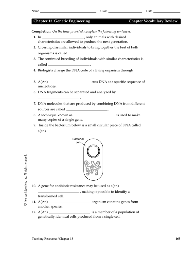 Chapter 13 Genetic Engineering Chapter Vocabulary Review Db excel
