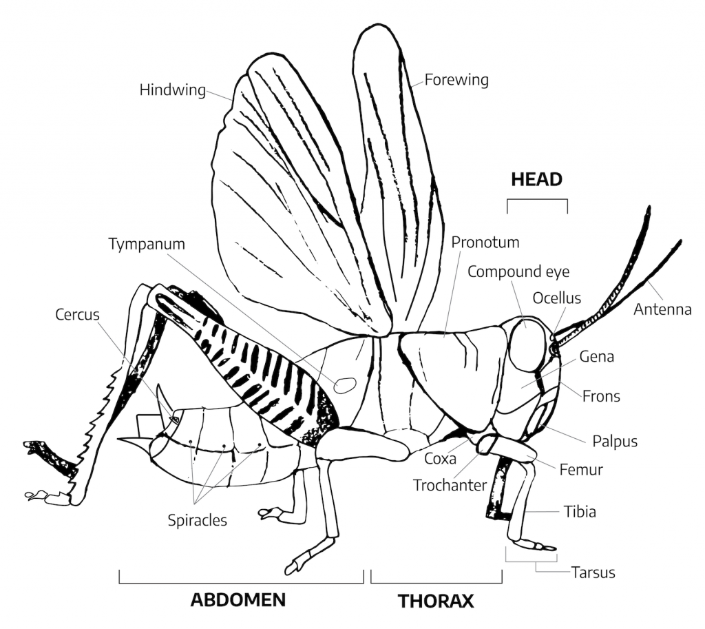 Chapter 3 Entomology Virginia Cooperative Extension Gardener Handbook