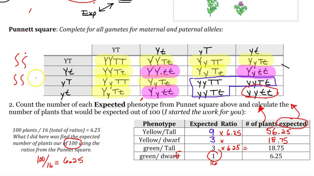 Chi Square In Genetics Examples AP Biology 53 OFF