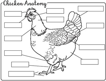 Chicken Anatomy By Learning With Kiwi TPT