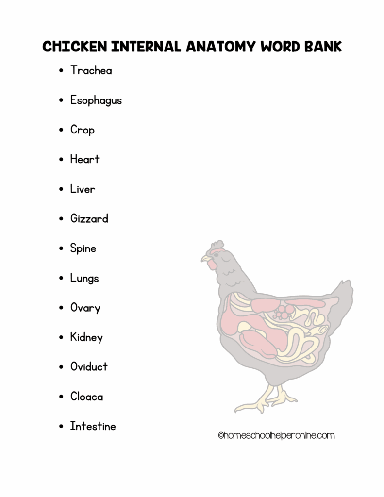 Chickens And Eggs Notebooking Pages And Anatomy Worksheets Homeschool 