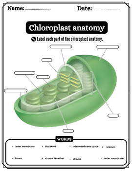 Chloroplast Anatomy Chloroplast Labeling Worksheet Coloring Page Word 