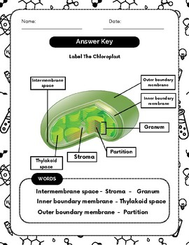 Chloroplast Anatomy Unveiled Interactive Diagram And Labeling Worksheet