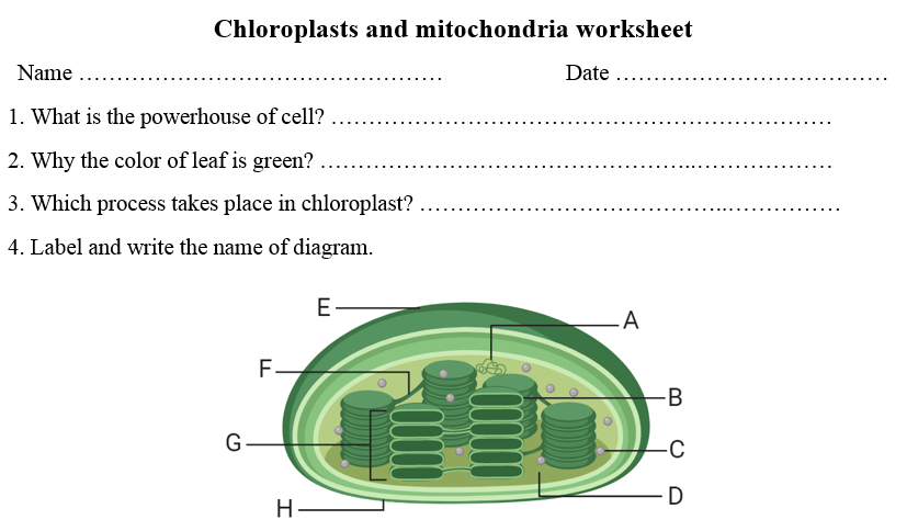 Chloroplast Structure Abc Worksheet Riset