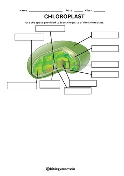 Chloroplast Structure Labeling Worksheet By Biologyexams4u TPT