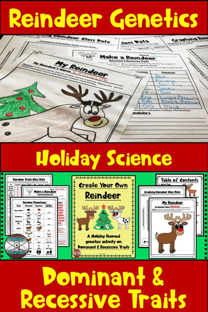 Christmas Dominant And Recessive Traits Reindeer Genetics Activity 