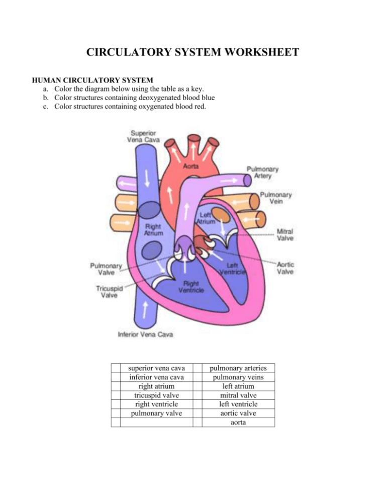 Circulatory System Activity Worksheets