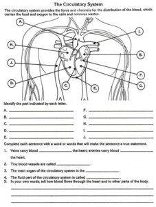 Circulatory System Diagram Worksheet Worksheet 2 Anatomy