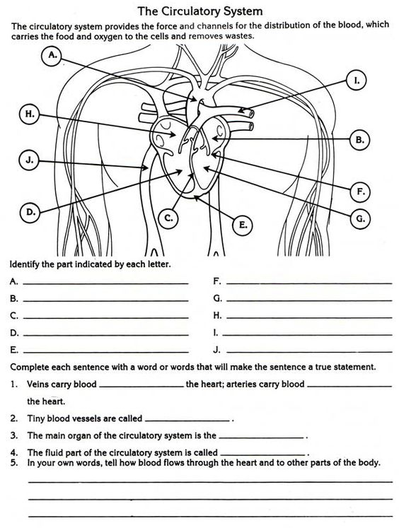 Circulatory System Diagram Worksheet Worksheet 2 Anatomy