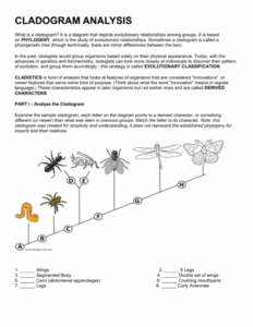 Cladogram Analysis Worksheet Evolutionary Relationships