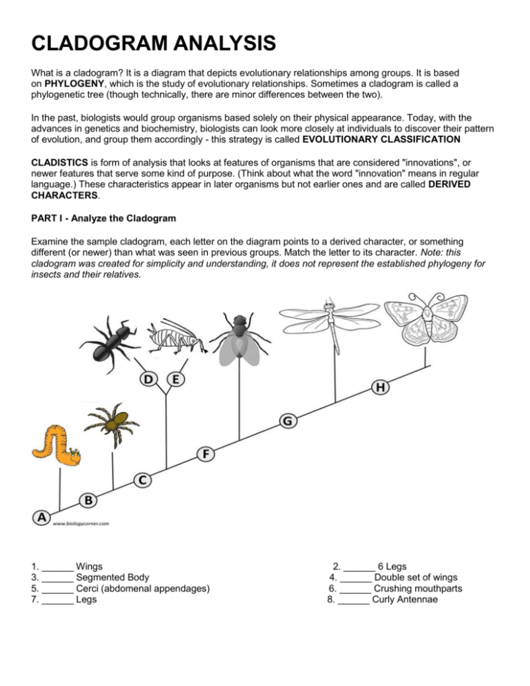 Cladogram Analysis Worksheet Evolutionary Relationships