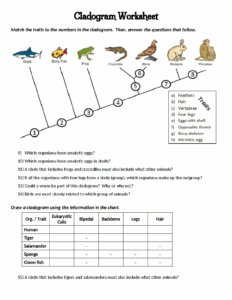 Cladogram Worksheet Cladogram Worksheet Match The Traits To The
