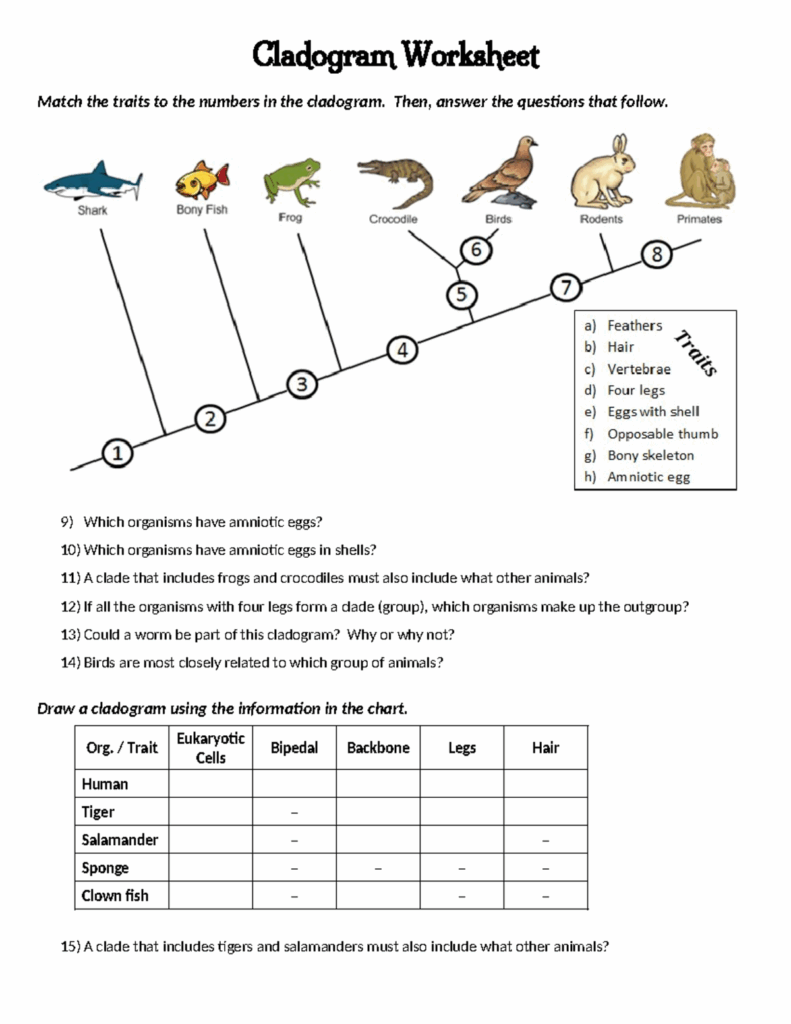 Cladogram Worksheet Cladogram Worksheet Match The Traits To The 