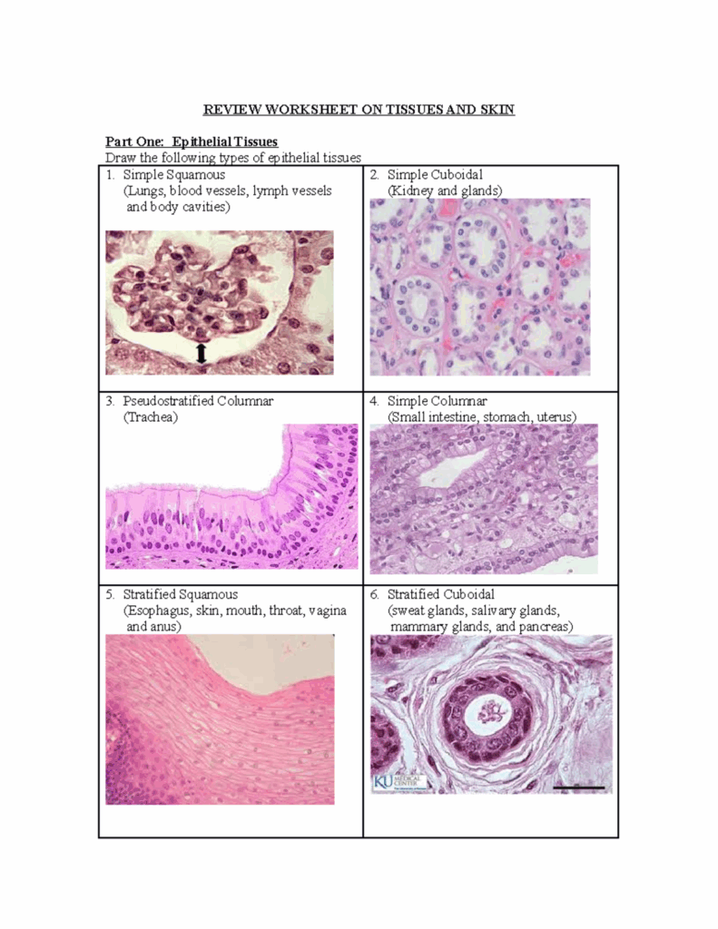 Classifying Tissues Worksheet Anatomy And Physiology Vrogue co