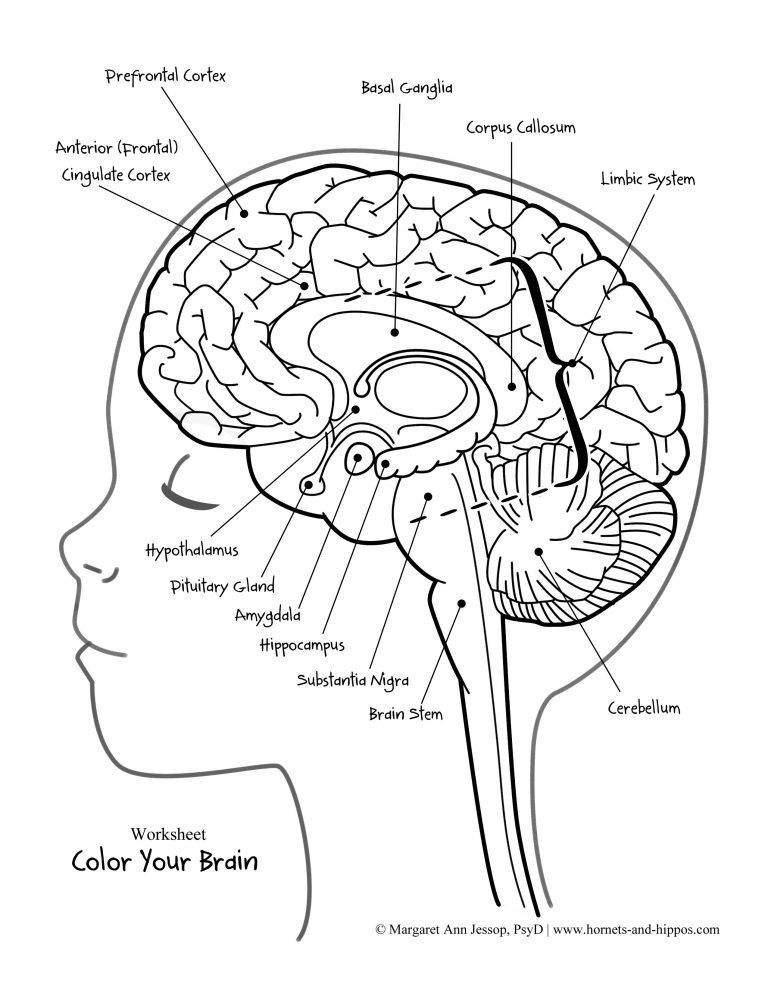 Color And Explore Different Parts Of Your Brain Anatomy With This Fun 