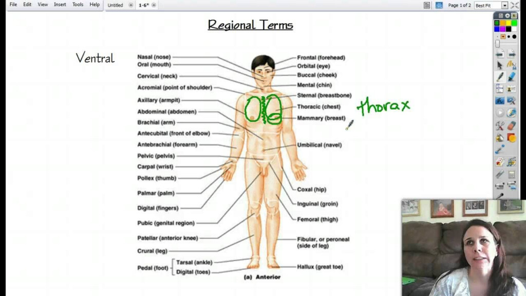 Common Regional Names Anatomy Worksheet CommonWorksheets