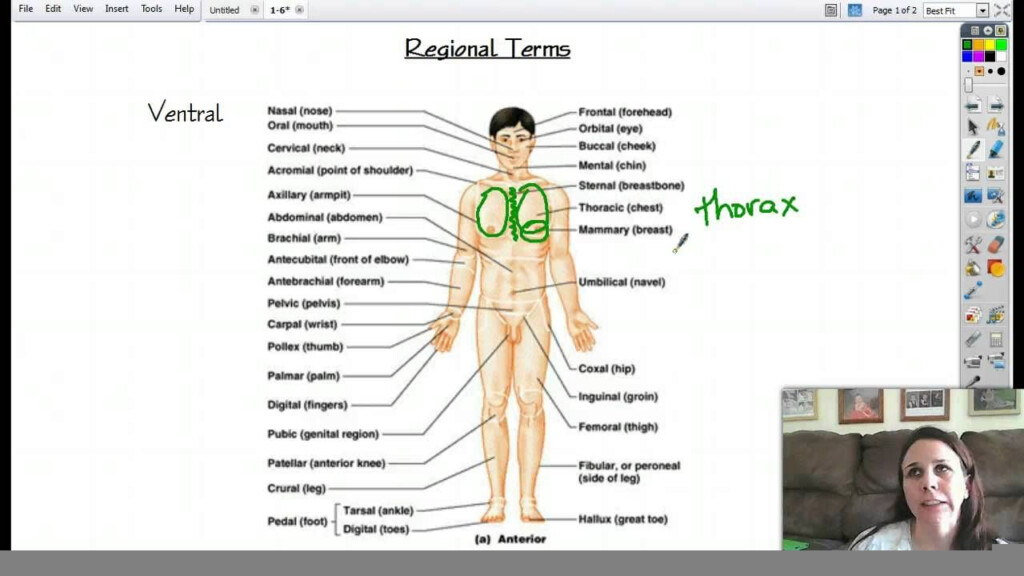 Common Regional Names Anatomy Worksheet CommonWorksheets