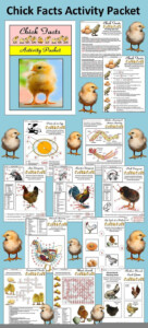 Comparative Anatomy Of The Domestic Chicken Worksheet Answers Anatomy