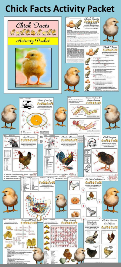 Comparative Anatomy Of The Domestic Chicken Worksheet Answers Anatomy 
