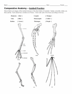 Comparative Anatomy Worksheet Answers Anatomy Reading Source