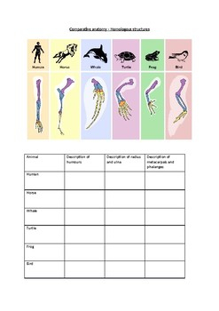 Comparative Anatomy Worksheet Answers Anatomy Reading Source