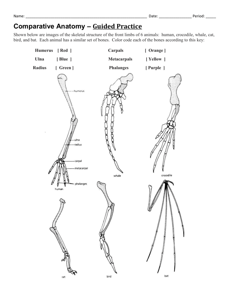 Comparative Anatomy Worksheet Answers Anatomy Reading Source